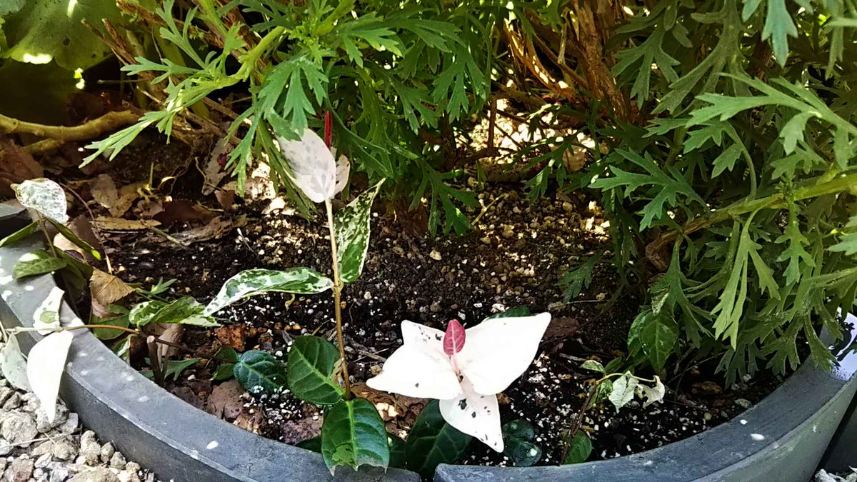 花咲ｇ 先日足下のカバーになるようにと植えた ハツユキカズラ は 根付いたものもあれば まだ心許ないものもあり 様子見です プランター ２カ所には花ではなく カラーリーフ の ヒューケラ などを植えました