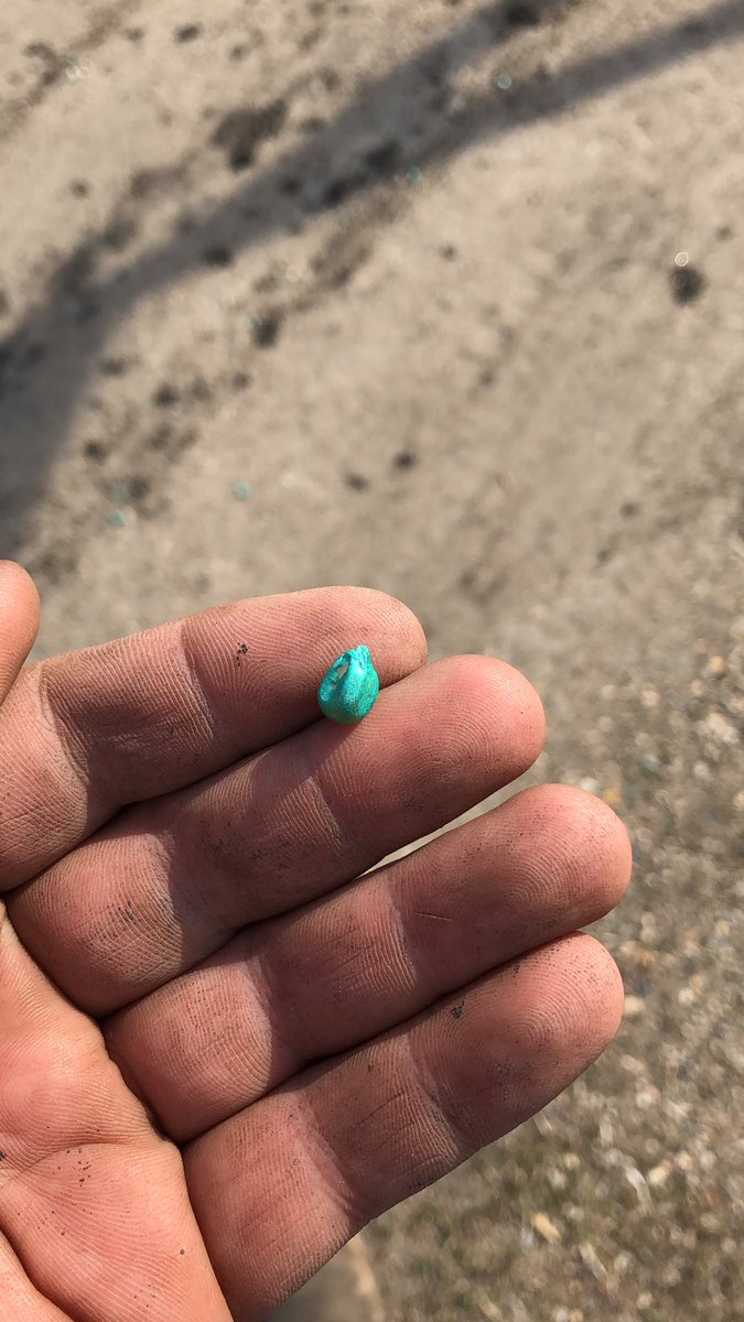 CentrolCaleb's tweet photo. Corn is supposed to be yellow. This must be some sort of gmo Frankenstein seed. #danger https://t.co/Sn4vcnnIH2