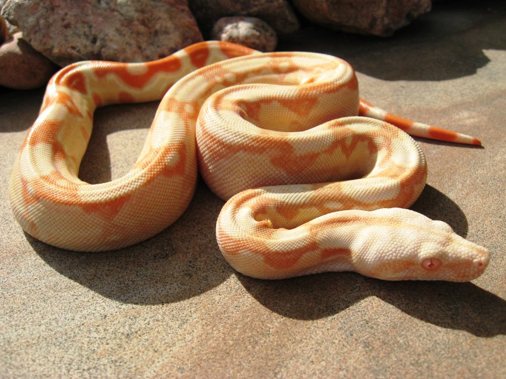 SpecOpsPapa's tweet image. Great day to get the girls out.

Our Detroit visit was lovely, but I missed our scalebabies.