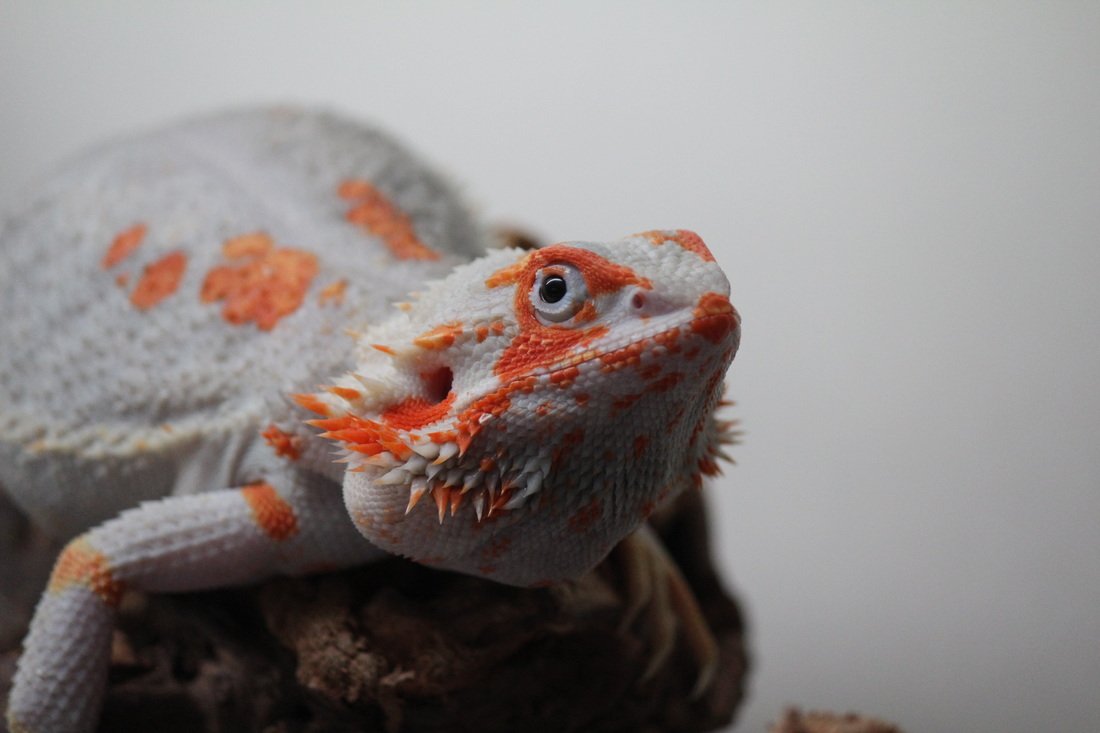 SpecOpsPapa's tweet image. Great day to get the girls out.

Our Detroit visit was lovely, but I missed our scalebabies.