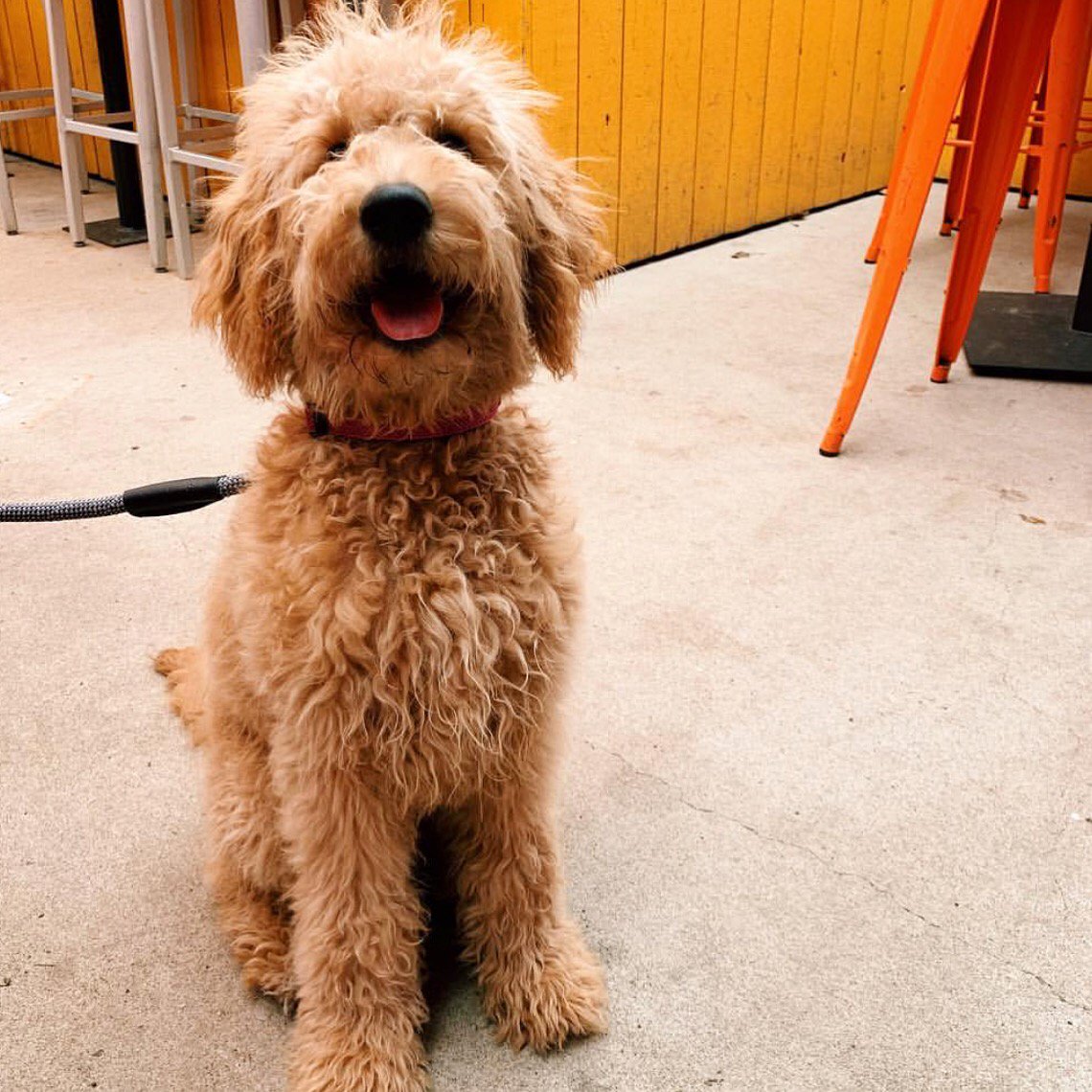 fuzzstilly's tweet photo. When your pup requests tacos for dinner! 🌮📸 https://t.co/5YePLCjC4g