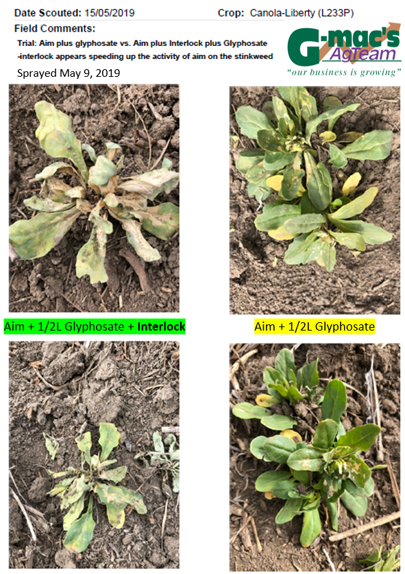 SeCanLauren's tweet photo. Chk out this Aim + Interlock trial at Demaine #Sask Sprayed May 9, pics taken today. #Interlock seems to be speeding up the activity of Aim on Stinkweed. Contact #GmacsLuckyLake if you'd like to learn more about Interlock @WinFieldCanada #Trial19 https://t.co/Hf2c8Uxs7E