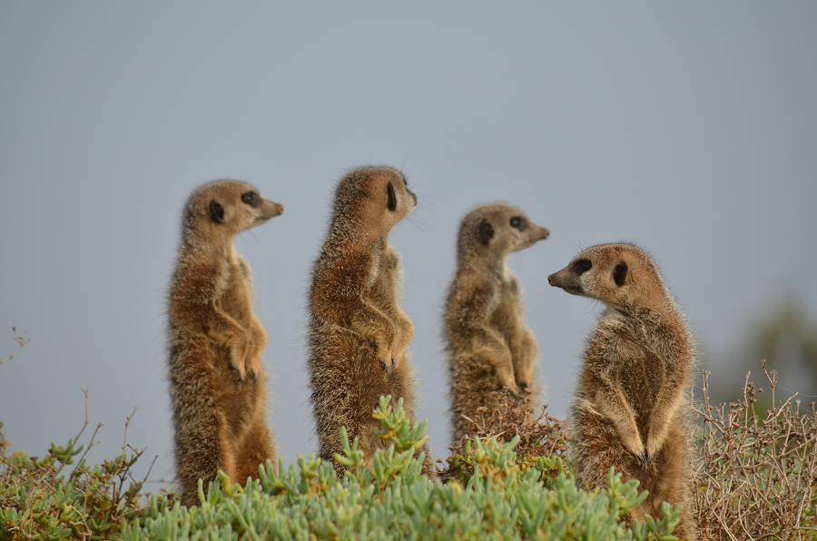 BunnikTours's tweet photo. These little guys are too cute! Meerkats live in groups of different sizes, from 3-50 members! Everyone in the group helps to gather food, watch for predators and take care of the babies.
#BunnikTours #Max12 #AirfaresIncluded #SmallGroupTouring https://t.co/mWeVMrYe2L