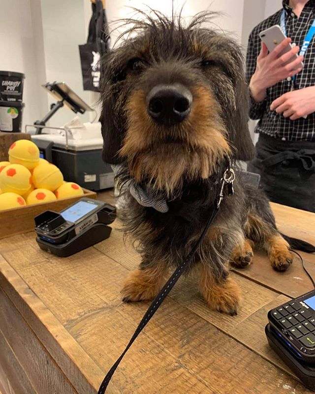 DogFuriendly's tweet image. We LOVE doing a spot of #dogfuriendly shopping and would love to hear some of your favourites.⁣
❤️⁣
The adorable @wee.nevis has been purchasing his bath bombs at @lushbuchananst.⁣
🛁⁣
This place loves to welcome those waggy tails through the door.… bit.ly/2HmLoaV