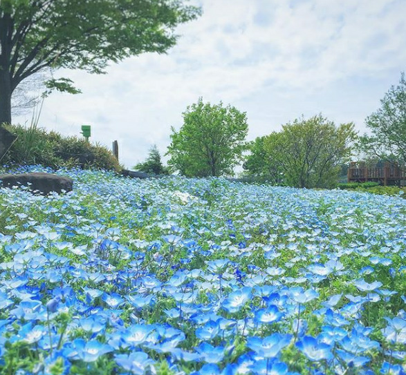 あきたびじょん ネモフィラ 旅の日 由利本荘市西目の ハーブワールドakita では 今時期 青い海のようにネモフィラの花が広がります 今月いっぱいはファンタジックな光景を楽しめます 写真提供 Cacco さん 昨年5月のあきたびじょんinstagram