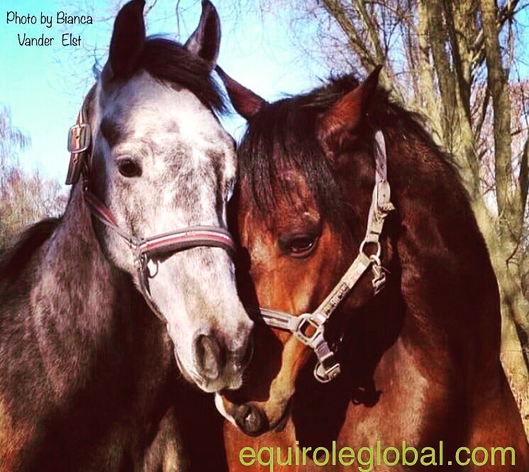 Several jobs at boarding facilities/ livery yards available. To find out more or advertise your job vacancy get the EquiRoleGlobal App for free.

EquiRoleGlobal, the free equestrian recruitment App. Available on iOS and Android. Worldwide 🌎 🐴  equiroleglobal.com