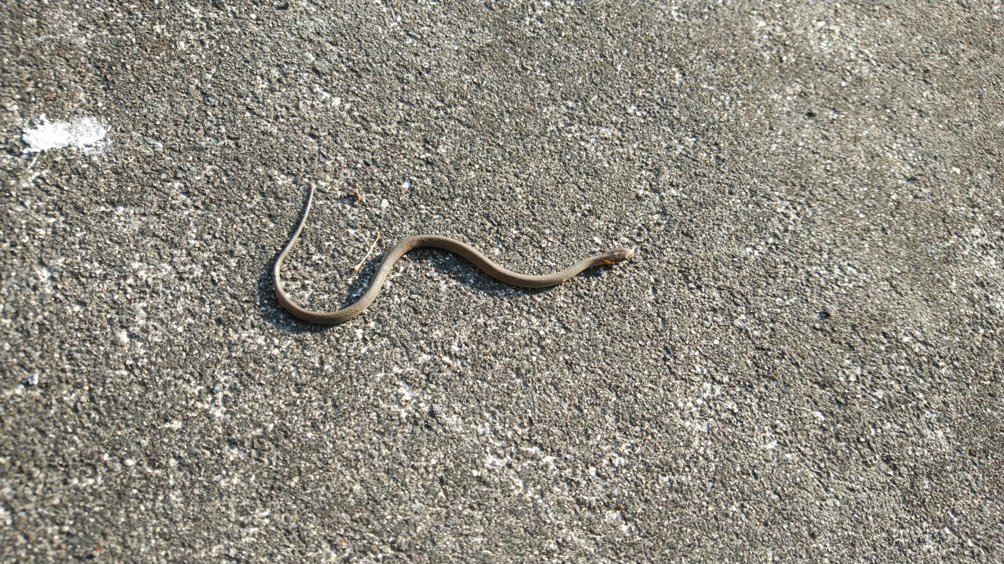 ウル虎マリン No Twitter 今朝の生き物写真 蛇の赤ちゃん 体長約10センチ こんな暑い日に ニョロニョロ出て来たら 干からびて干し蛇になってしまうで 蛇の赤ちゃん どこかに親蛇が居るのか T Co Jf537ceh33 Twitter