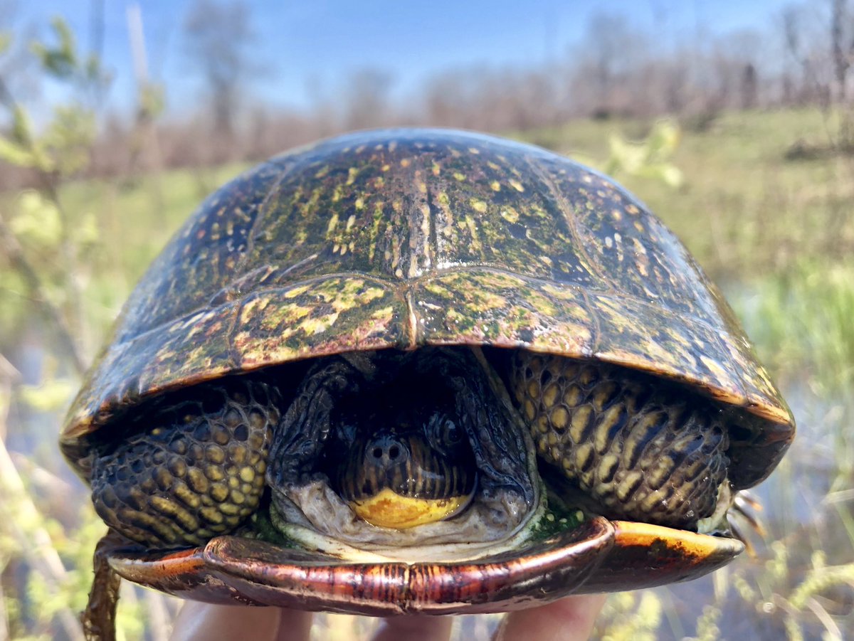 calklattgolba's tweet photo. Meet #Anneke, a shy female Blanding’s Turtle that we will be following during her nesting foray! She is named after Dr. D. (@annekemd) the professor that introduced me to the field of ecology. 
#wildlifeconservation #wherearetheturtles #smilingturtles @LCFPD #fieldwork https://t.co/c5QsoPH1Ux