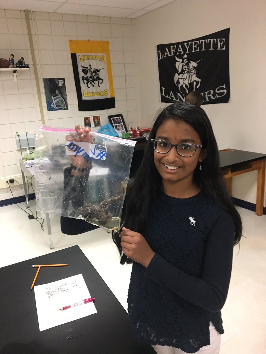 CrestviewMiddle's tweet image. Our 6th grade science classes go to dissect frogs today as they learn about living things.  #CMSLearns