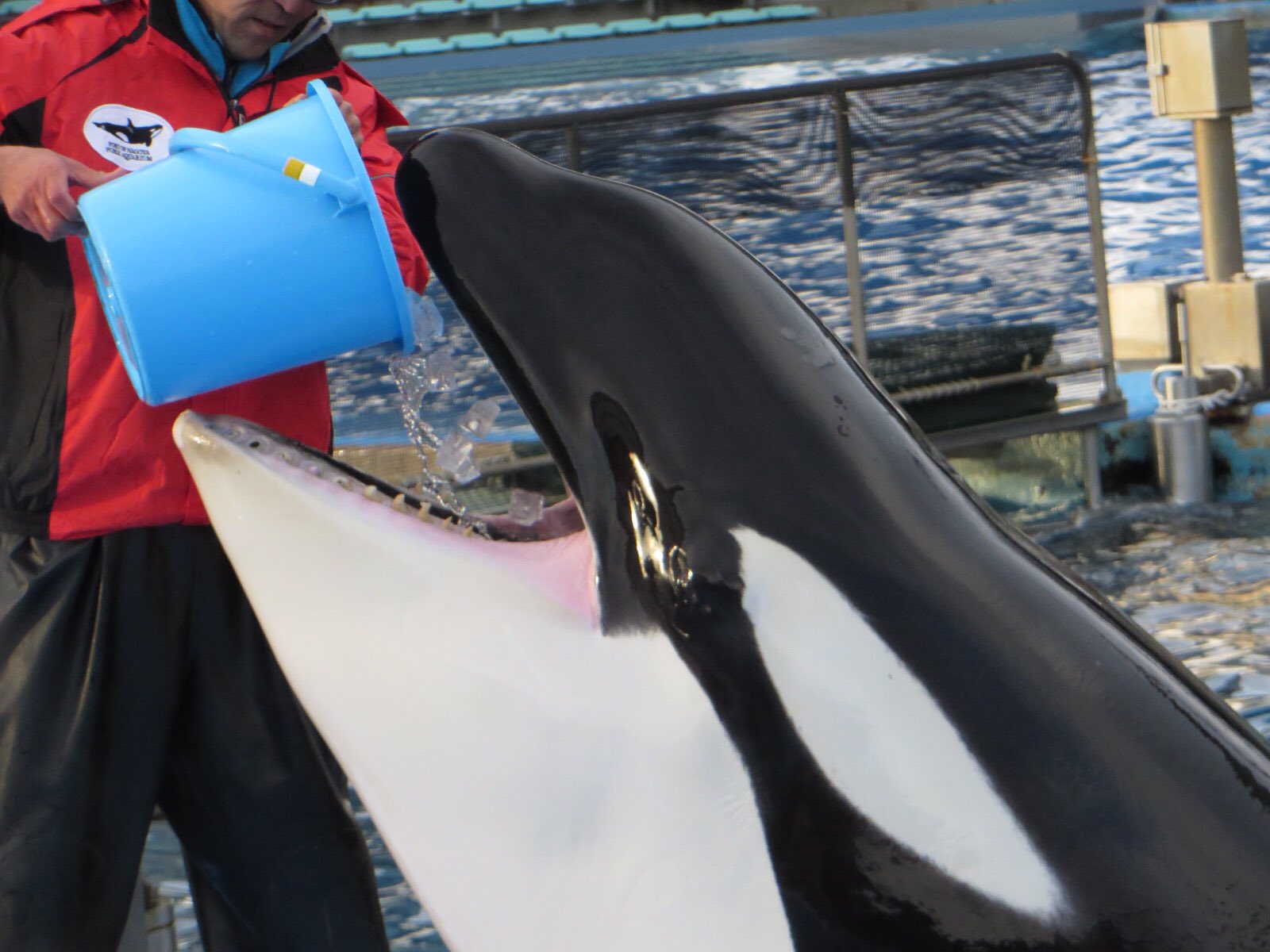 Olivine シャチって海のギャングって言われてるけど結構かわいいですよね 好き 名古屋港水族館 シャチ T Co Gojg90axdv Twitter