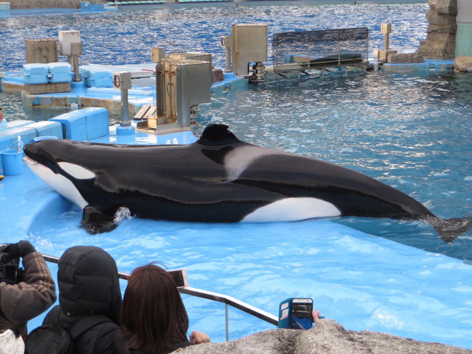 Olivine シャチって海のギャングって言われてるけど結構かわいいですよね 好き 名古屋港水族館 シャチ T Co Gojg90axdv Twitter
