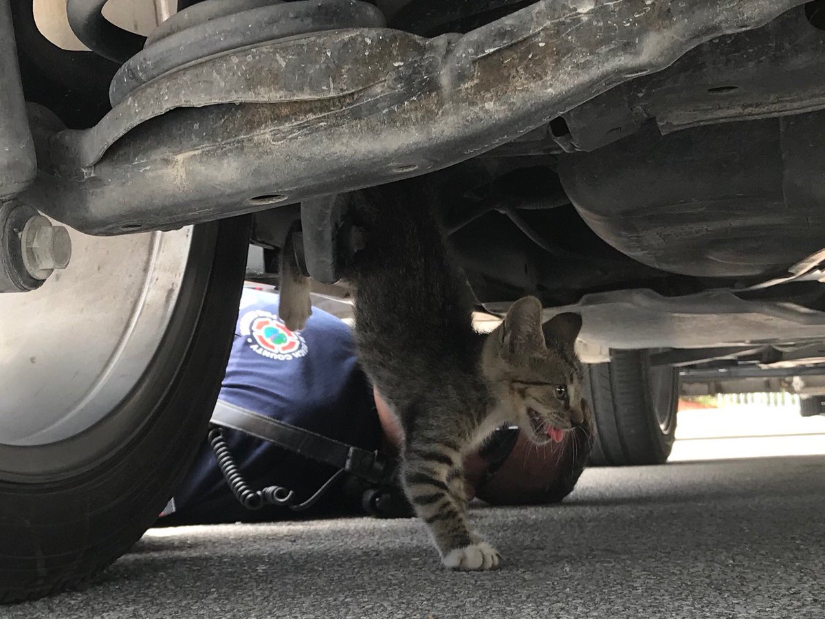 PBCFR's tweet photo. #TeamPBCFR #Engine28 recently performed a very unique rescue. Firefighters were challenged with a kitten trapped in the rear axle under an SUV. The crew safely got the frightened & overheated kitten out, gave it fresh water, and helped it locate a forever home. Great Job! https://t.co/91EUU01IgJ