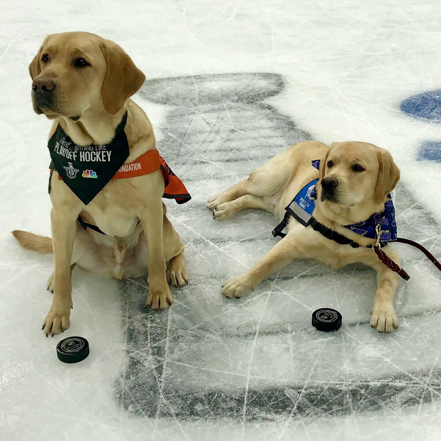 St Louis Blues Dog 