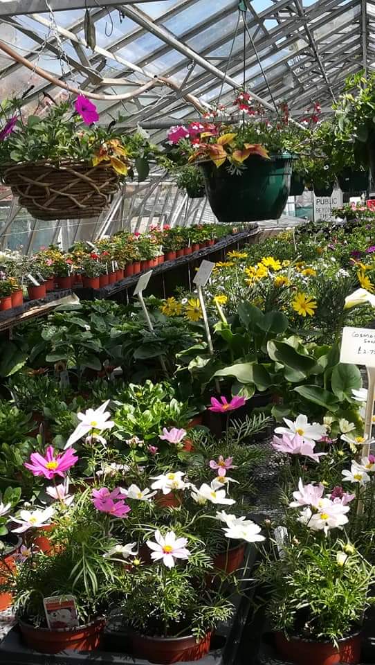 KentStNurseries's tweet photo. It's hanging basket time! For instant colour, ready made baskets start at £18. 
Bring your baskets in for refill, or if you prefer to unleash your creativity we have a wide range of colourful and trailing plants.
@battlesussex 
@1066Times  @VSussex  @1066Tweets @everythingHast https://t.co/jVri3QfGKt