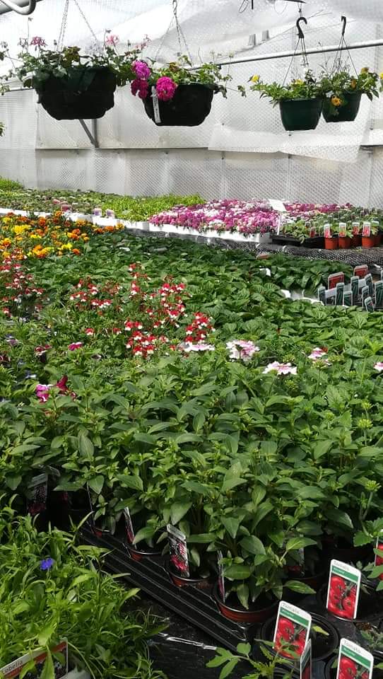 KentStNurseries's tweet photo. It's hanging basket time! For instant colour, ready made baskets start at £18. 
Bring your baskets in for refill, or if you prefer to unleash your creativity we have a wide range of colourful and trailing plants.
@battlesussex 
@1066Times  @VSussex  @1066Tweets @everythingHast https://t.co/jVri3QfGKt