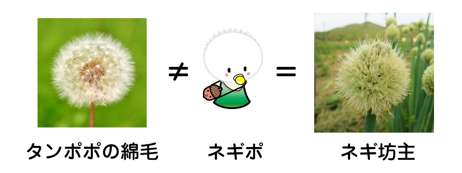 ネギ太 ネギポ タンポポの綿毛のシーズン真っただ中 そんな時期ですので 念のためお知らせします 米子市のイメージキャラクター ネギ太 と ネギ子 そして2人の子どもの ネギポ そうです ネギポ はネギ坊主です ネギ坊主 タンポポ