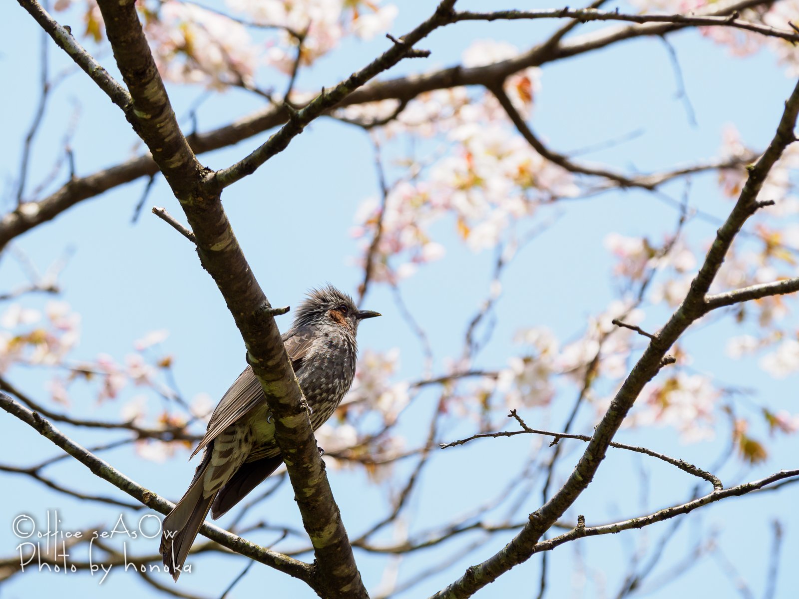 かじ ほのか 今日の写真は ヒヨドリ 桜とヒヨドリは好きな組み合わせ 撮りやすいのもあるけどね 北海道クリエイターの底力 エゾヤマザクラ 桜 花 ヒヨドリ 野鳥 北海道 栗山町 くりエイトするまち 栗山公園 Olympus Em1mark2 Omd 海蒼