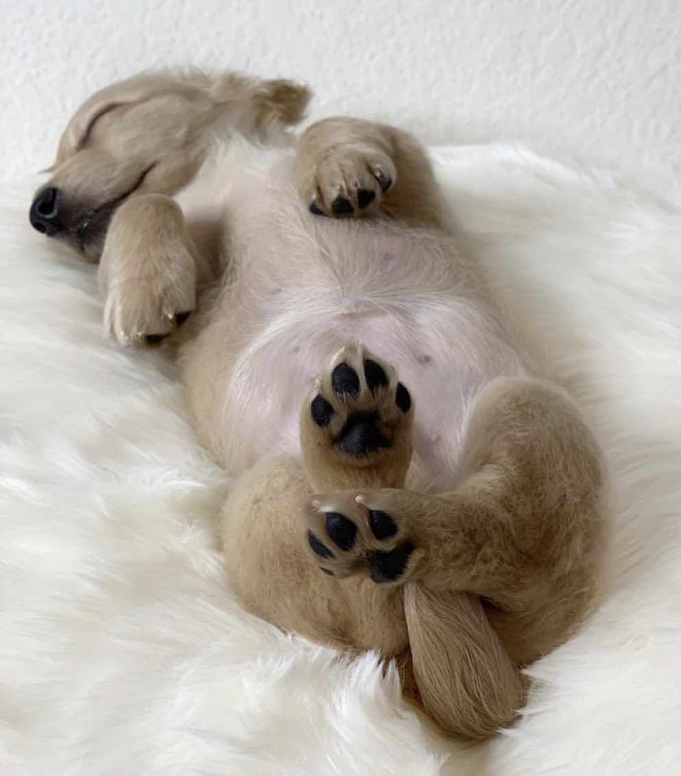 This is Luna. She sticks her feet straight pup when she snoozles. Crosses them when she’s feeling fancy. 12/10 would snug softly