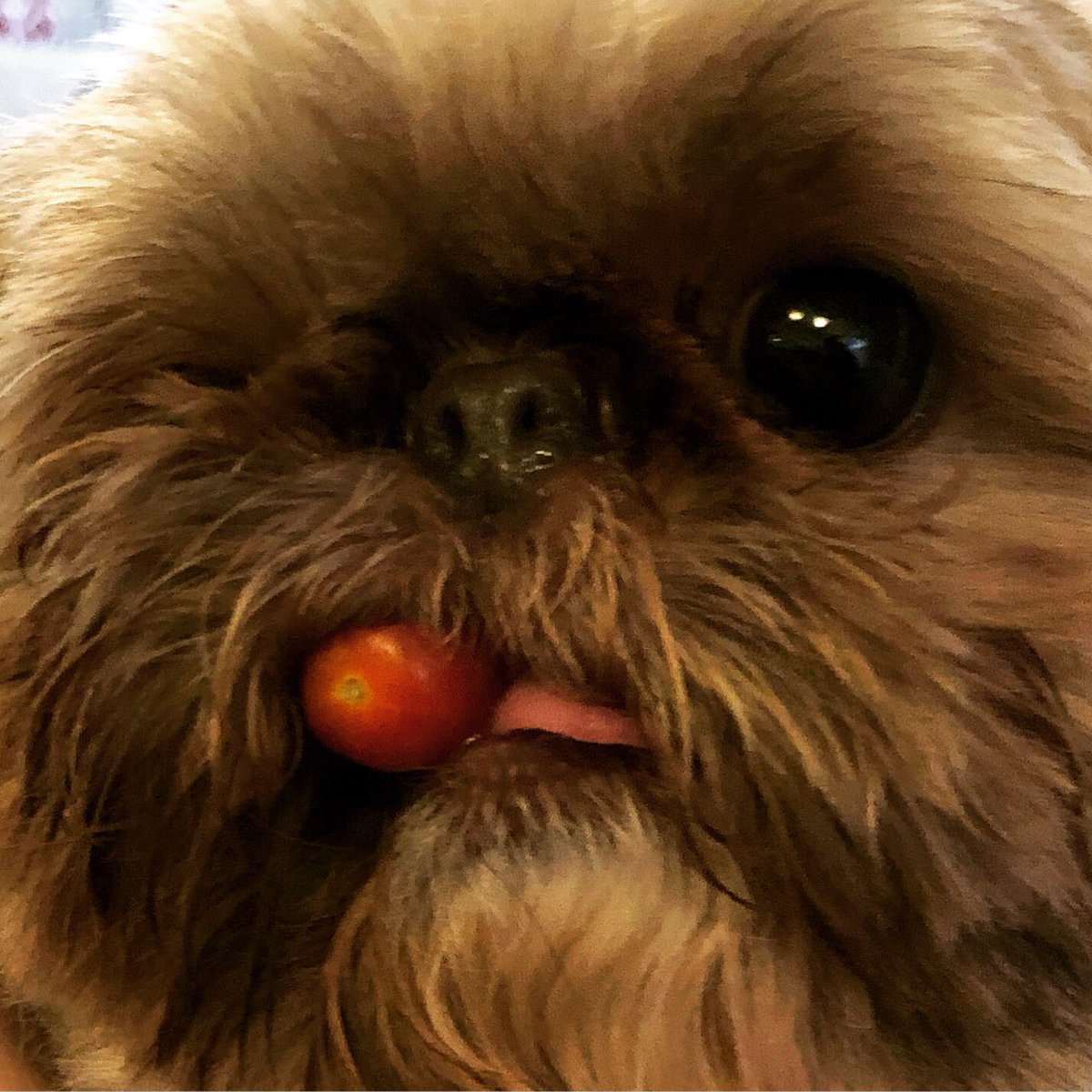 Zeppelin is kicking his cigar habit with a tomato? 😂😂😂🤷🏼‍♂️