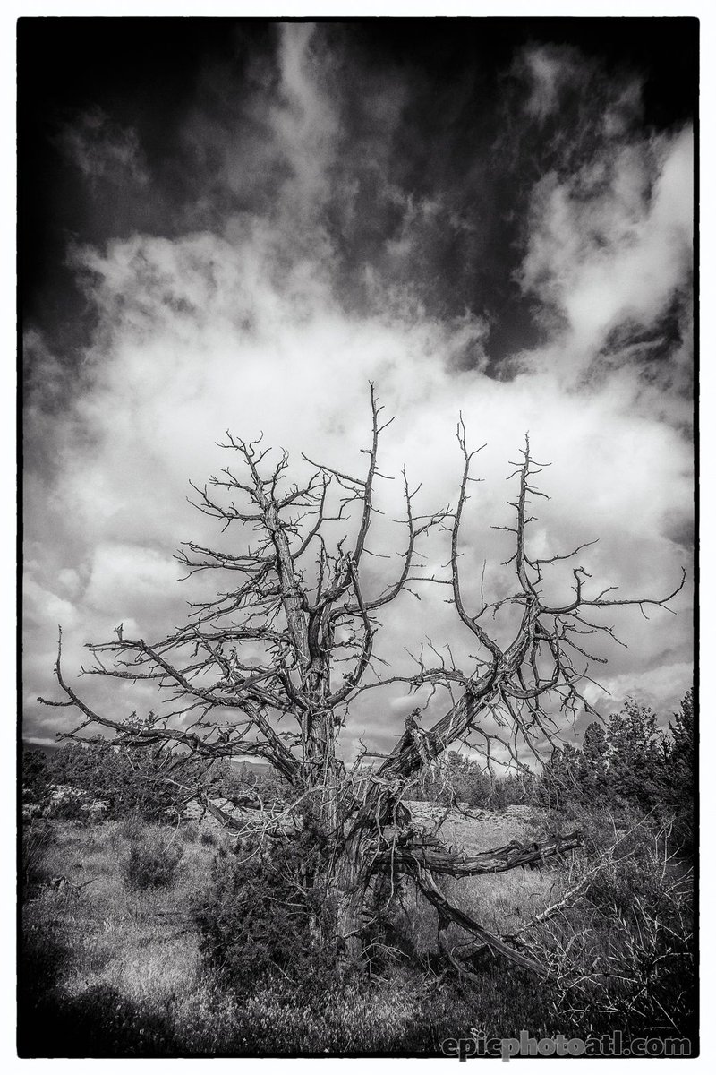 This #gnarledtree has seen some things.
.
.
.
#gnarly #bnw_captures #bnwnature #nature