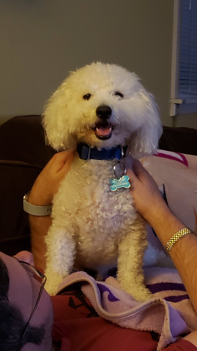 ripple70's tweet photo. Massages from daddy are the best! #Niko #bichonfrise #bichon #happyfangs https://t.co/olkWtaEDCz