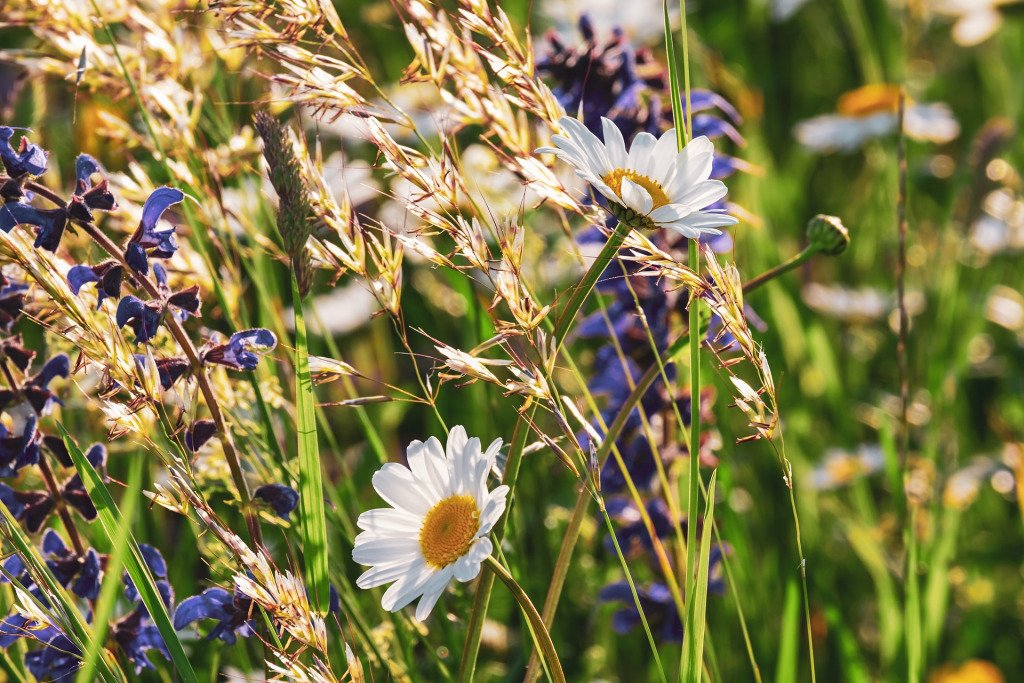 BlogAndSundries's tweet image. We Belong Among the Wildflowers chriscocca.com/2019/05/15/we-…