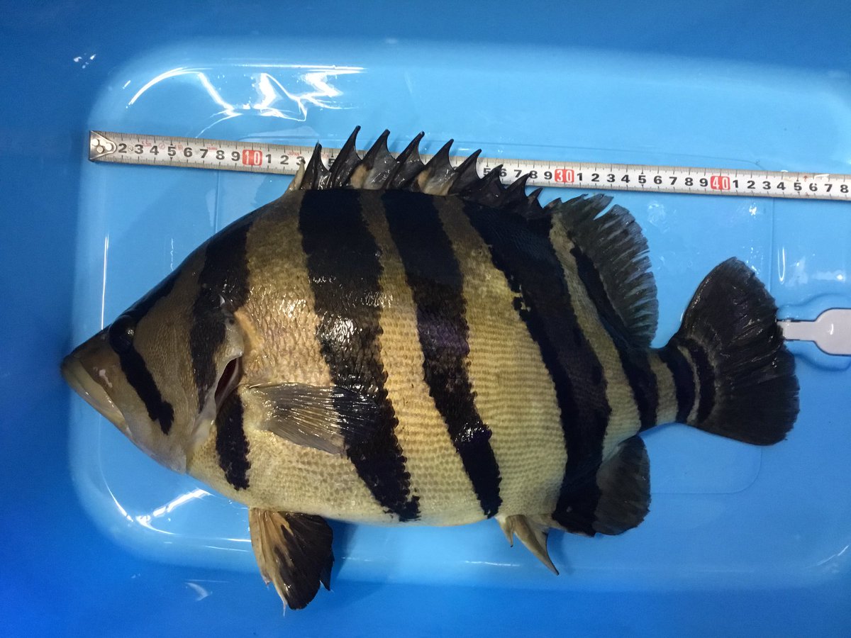 Giant Giantサイズのスマトラタイガー入荷しています 実寸で46cm 顔良し 体形良し バンド良し ダトニオ ダトニオプラスワン スマトラタイガー 特殊個体 珍魚 怪魚 大型魚 大型魚専門店giant 香川県