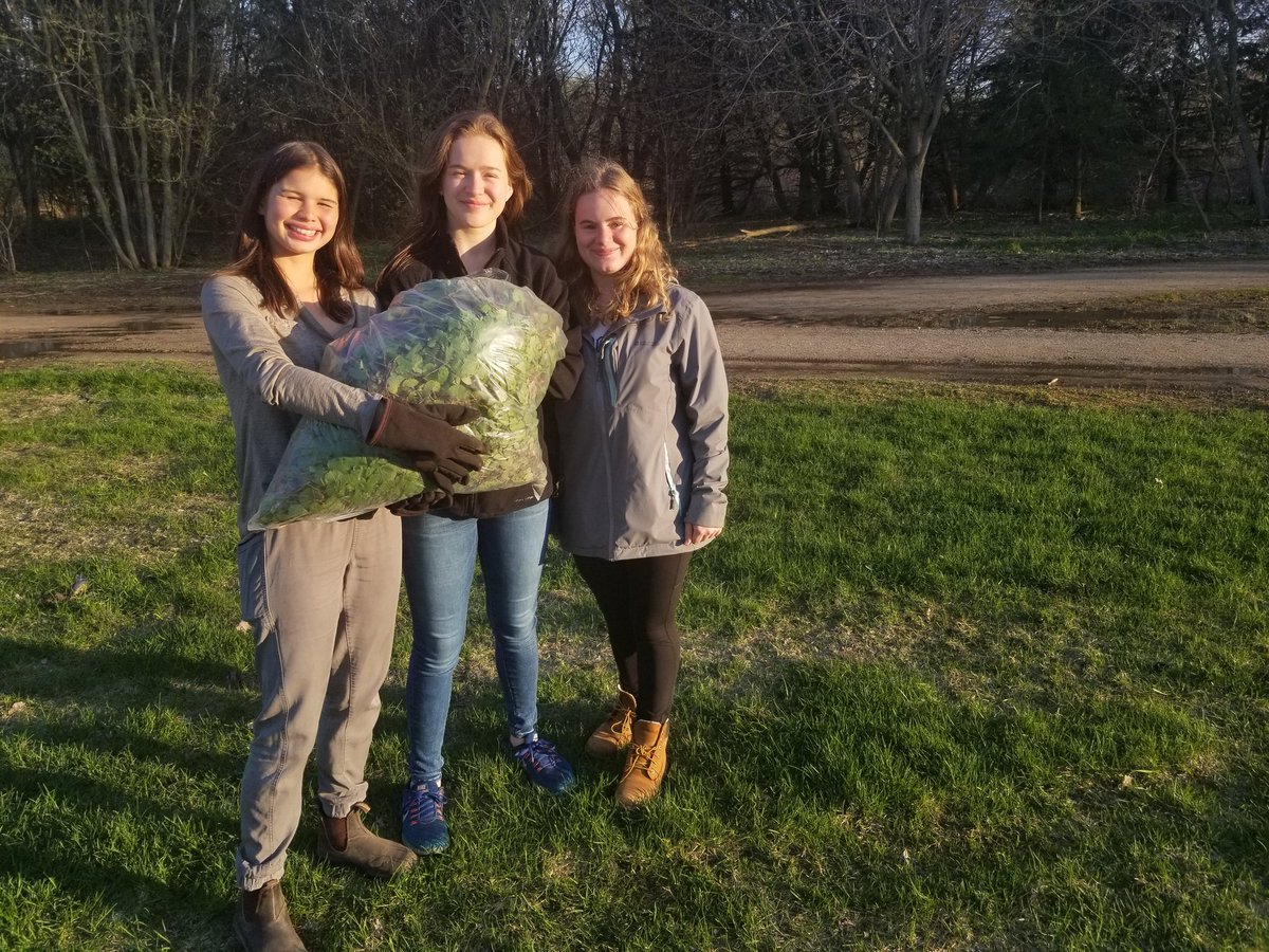2RiversFestival's tweet photo. A BIG thanks to @opirgguelph for hosting the "Garlic Mustard Pull &amp; Pesto Workshop" this evening at York Road Park.

And another BIG THANKS to everyone who attended and helped pull garlic mustard to allow for more pollinator habitat to grow! #2RiversPhoto https://t.co/ziGI097WXH