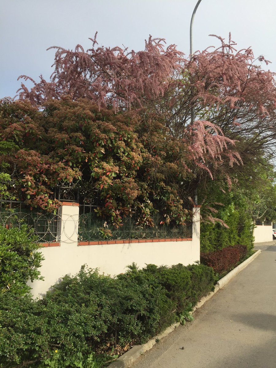 Bob Dylan’dan the man in me çalıyor havada la la la laaa laaa la la la laa laa