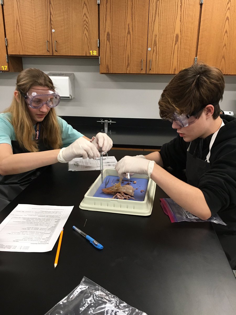 mrsjenmar's tweet photo. Checking out squid today. Do you know that they move by jet propulsion? That they have a beak? That the female can lay eggs fertilized by several daddies? #CHS9BioRocks #CHS9Family https://t.co/fuJ7hyoAIx