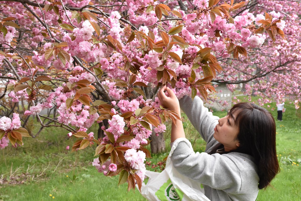 さくらっち Abenotti Sakura Twitter