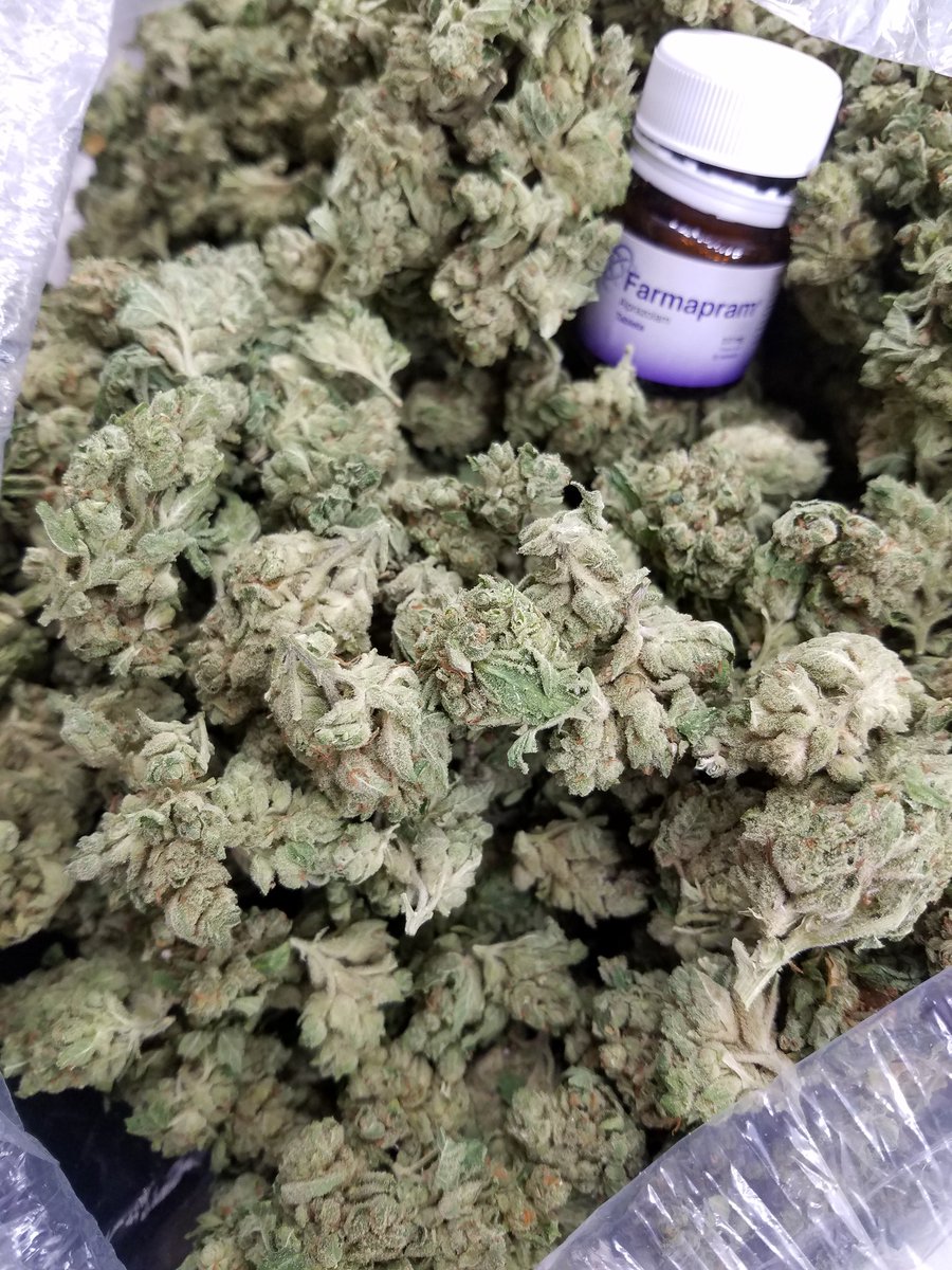 9Paychecks's tweet photo. 🦍Gorilla Glue #weed #gas #packs #hybrid #indica #sativa #hybrid #exotics #high #stoner #caliweed #caliplug #nodroughtincali #bossup #no9to5 #hustle #pounds #plates #bossmoves #flower #weedmaps #loudgas #noboof #weedlife #cannabis #marijuana https://t.co/mTnxpyWWNQ