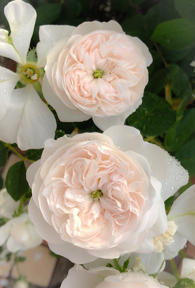 Twitter पर 藤田重信 庭薔薇 マダム アルディ Mme Hardy 12