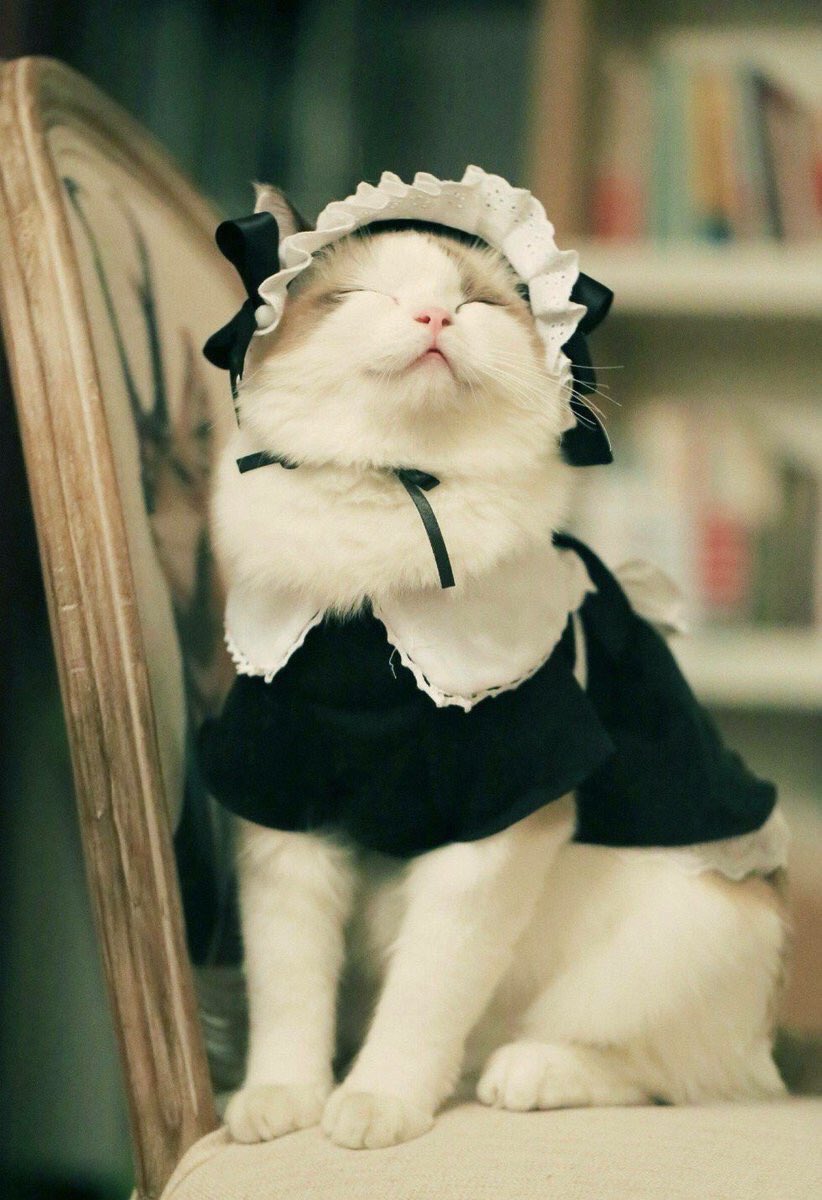 ひたすらねこ メイド服を着た猫が可愛すぎる ねこ好き 猫のいる暮らし 猫