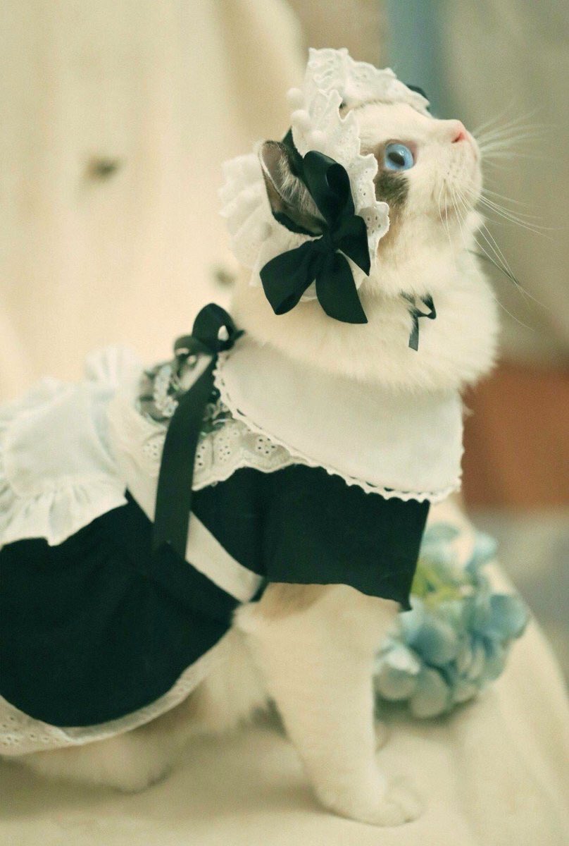 ひたすらねこ メイド服を着た猫が可愛すぎる ねこ好き 猫のいる暮らし 猫