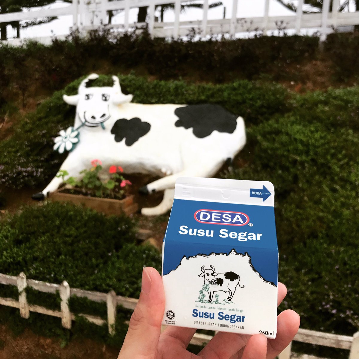 GloTours's tweet photo. There you are! I found you in Desa Cattle Farm! The beautiful signature cow in Sabah, Kundasang.
🐮
🖥 https://t.co/eVBE2oWKn5
.
#desa #kundasang #ranau #sabah #signature #mustvisit #landmark #milk #freshmilk #malaysia #tourismspot #tourism #ecotourism #farm #localfarm #highland https://t.co/7QKDQ74rPv