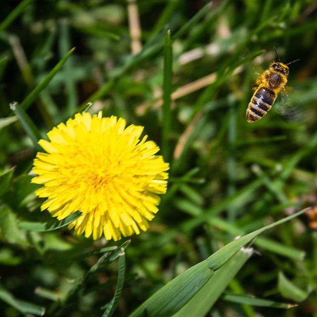 inkfallstudios's tweet photo. Movin’ on. 
#dandelion #bee #pollen #fly #collect #makingtherounds #spring #pollinator #whitring #wings #blossom #grass #green #yellow #orange #nature #naturephotography #bees #buzz #photography #vermont #vermontbyvermonters https://t.co/KSg8p9hlgf https://t.co/STZvstcvSo