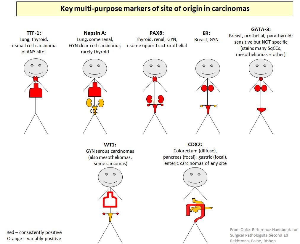 natasharekhtman's tweet photo. So one more diagram for the boards (and for junior residents). Rated slightly PG. (one of my favorites from the new #QRHSP) https://t.co/PIqAUqLZHC