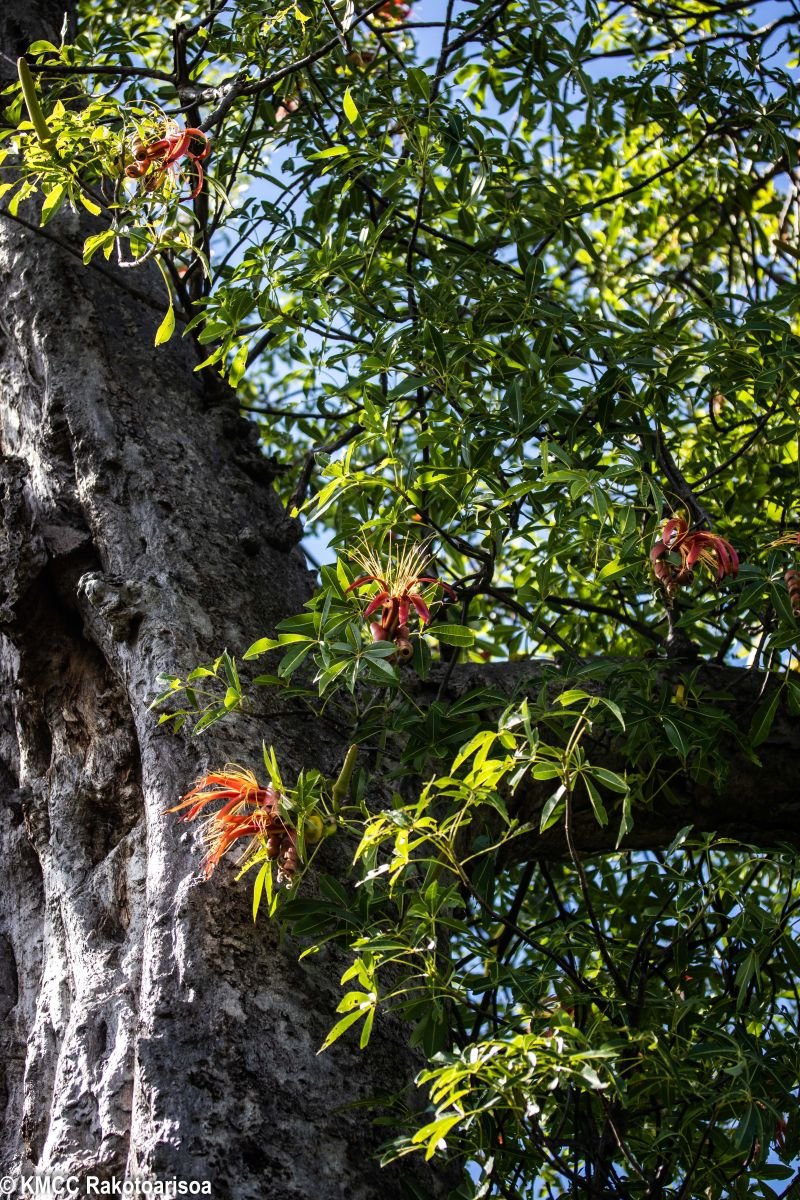 RseSolofo's tweet photo. #Adansonia suarezensis, #Baobab restricted to N #Madagascar blooming in March in Cap Diego,  @TeamKMCC https://t.co/vSNmbB5jDT