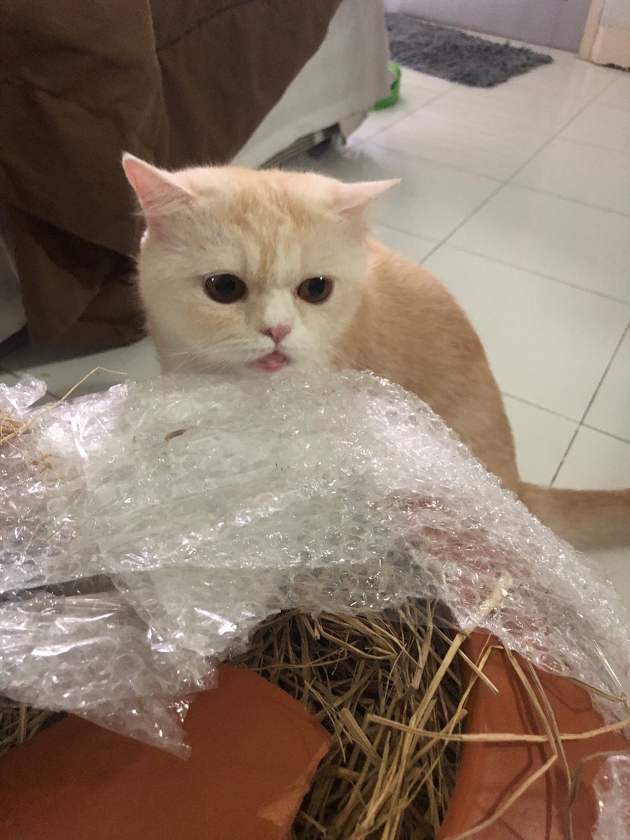 MrLucille's tweet photo. เมื่อสั่งโอ่งดินเผามาให้ลูซิล... #ไว้รีวิวห้ามขายของโว้ยย https://t.co/UMxzsoZgxh