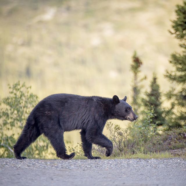 flightlesskiwis's tweet photo. https://t.co/42mDUivQM1 A lot of Alaska really looked like New Zealand. But then every now and again we remembered that we were definitely not in New Zealand.⠀
⠀
--⠀
⠀
#bear #blackbear #alaska #wildlife #cute #notakiwi #teddy  #nature #wildlifephotography #bears #outdoors #… https://t.co/pYGcK25pZs