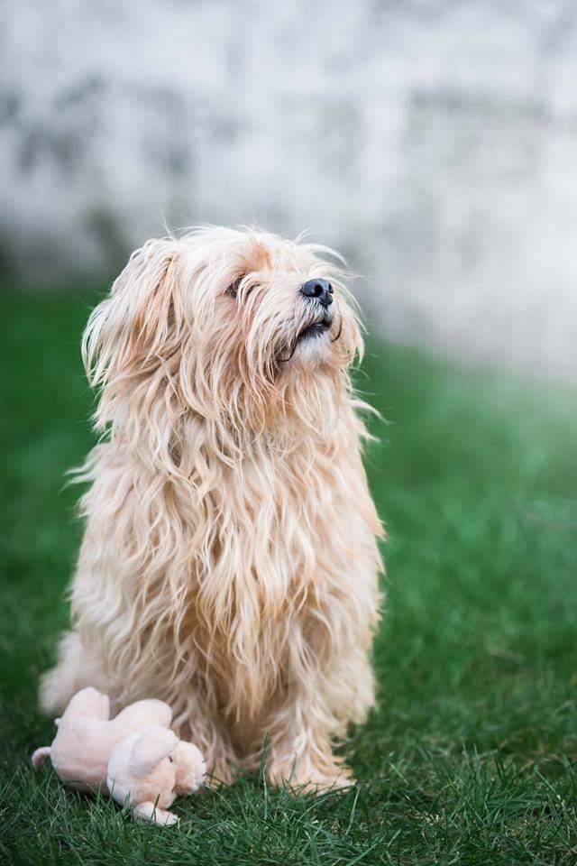 reflexeadoption's tweet photo. 🐶♂️A L’ADOPTION – VISIBLE A TOURCOING (59)
 Tweety Croisé Shi-Tzu Né le 19.09.2013 ENTENTES : ok tout (chiens, chats et grands enfants)
STERILISE : Oui
FRAIS D’ADOPTION : 230 €  Formulaire de demande d'adoption : https://t.co/aSpjs3kGZs #adoption #chien https://t.co/IRTAqSuQXJ