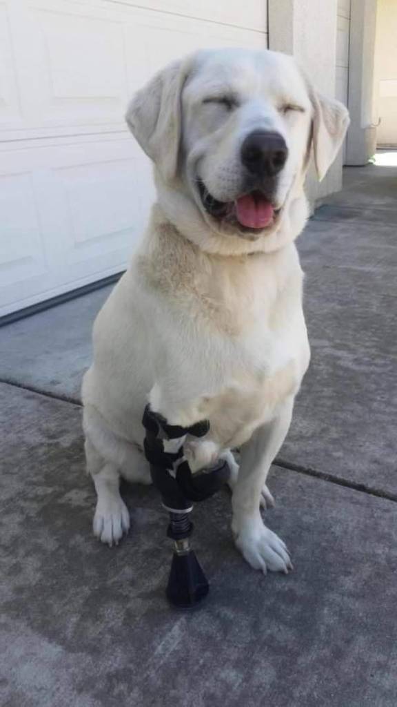 abettermood's tweet image. Bionic good boi via bit.ly/2GvQP6N putyouinabettermood.com