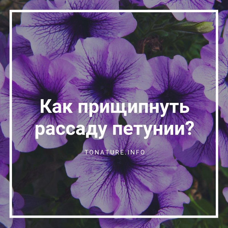 КАК ПРИЩИПНУТЬ РАССАДУ ПЕТУНИИ?

tonature.info/kak-prishhipnu…

#toNatureInfo #КомнатныеРастения #КомнатныеЦветы #Цветы #Петуния #ВыращиваниеПетунии #УсловияДляПетунии #ПрищипкаПетунии #ОбрезкаПетунии