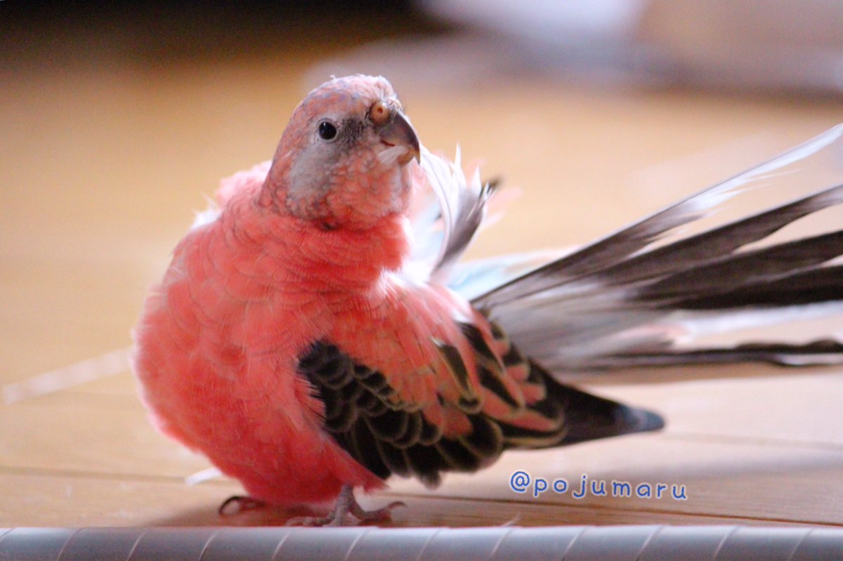 アキクサインコ アキクサインコ