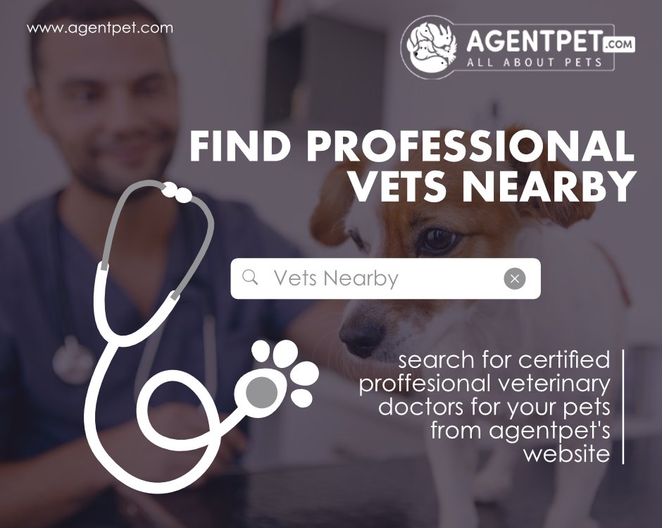 agentpetdotcom's tweet image. Your Pet is not OK? Don't worry go to Agentpet.com and Find a Vet Nearby

#AgentPet #BuyandSell #PetEngage #PetEngagement #PetAccessories #PetFood #PetRelocation #PetAdoption #FindPetShop #FindVetshop  #PakistaniPets #Animals #Cats #Dogs #Birds #reptiles