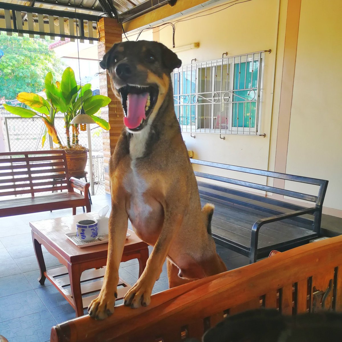 mad4soidogs's tweet photo. Who said my name. Mr Leo.
#lovemydogs #lovemydog #soidogs #dogstagram #soidog #dogsoftwitter #dog #dogsofinstgram #thailand #thaidog #thaidogsneedhelp #streetdog #streetdogs #adoptdontshop #doggyheaven #rescuedogs #rescuedog #spayandneuter #kindness #cutedogs #dogsarefamily https://t.co/XU1BvFGjPk