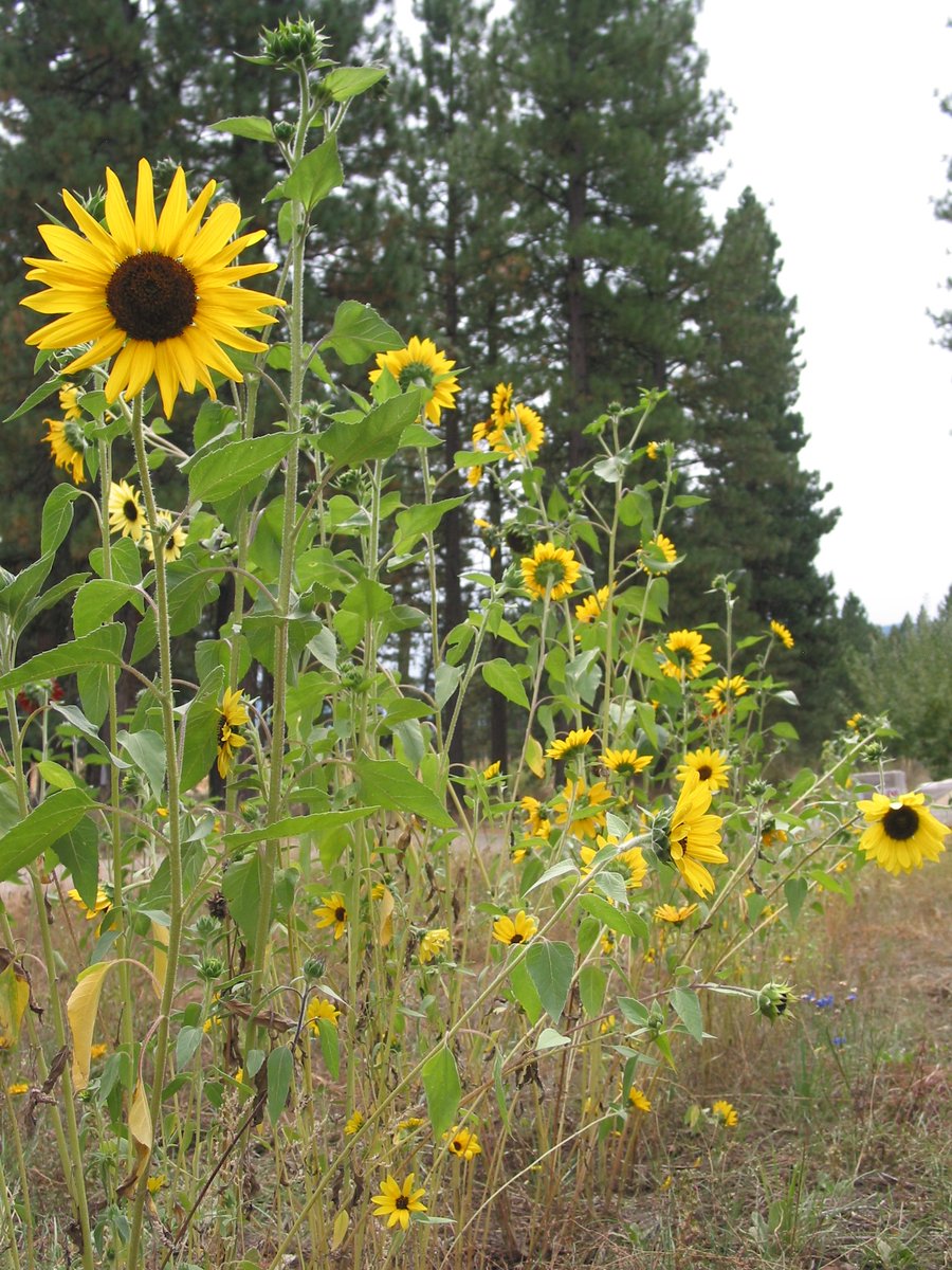 athscicafe's tweet image. #AthensScienceObserver writer Max Barnhart explores one of the worst environmental disasters in history, and the flower that helped clean it up. #scicomm #Chernobyl #Sunflowers 

athensscienceobserver.com/2019/05/16/sun…