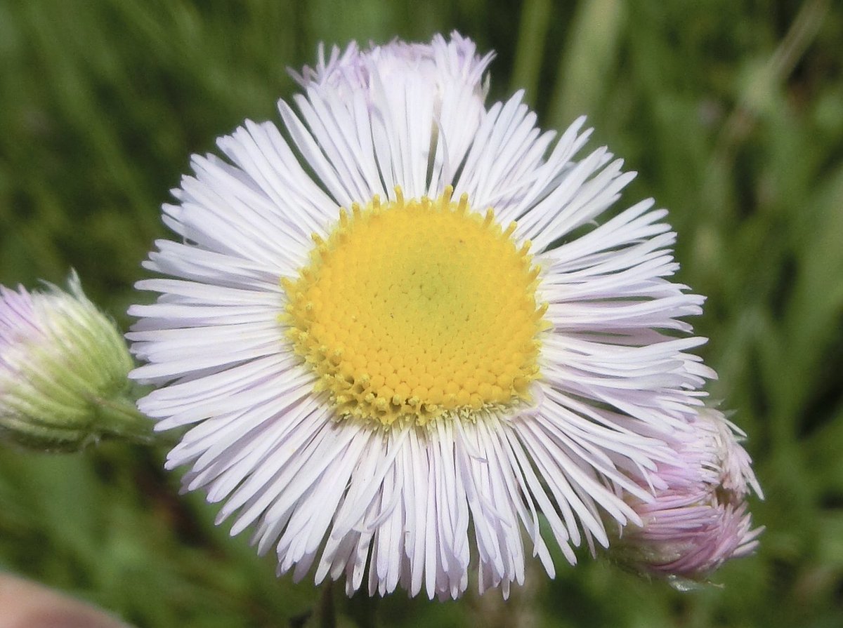 M31nebula ハルジオン がまだ咲いています ややピンク色がかった細長い花弁は 一つ一つが舌状花で 先が２つに分かれためしべを持っています めしべの先端は突起が沢山あり 花粉も付いていました 野草 ハルジオン 顕微鏡 めしべ 花粉