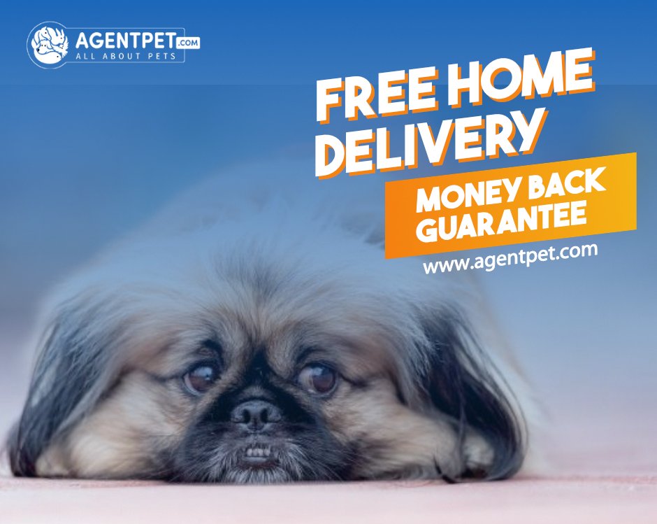 agentpetdotcom's tweet image. No Food for your Pet Don't Worry AgentPet.com is here for you.🐶🐱🐭🐹🐰🦊🐼🐦 #AgentPet #BuyandSell #PetEngage #PetEngagement #PetAccessories #PetFood #PetRelocation #PetAdoption #FindPetShop  #free #freehomedelivery #money #Moneybackguarantee